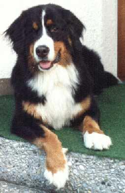 Berner Sennenhund Hunde Foto 243 Berner Sennenhund