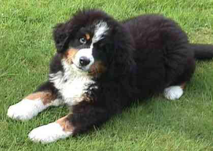 Berner Sennenhund Hunde Foto 244 Berner Sennenhund