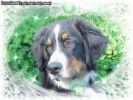 Berner Sennenhund Hunde Foto 10990 Berner Sennenhund