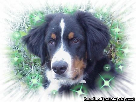 Berner Sennenhund Hunde Foto 10991 Berner Sennenhund