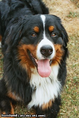 Berner Sennenhund Hunde Foto 16911 in höherer Auflösung ansehen Berner Sennenhund Louk als Welpe