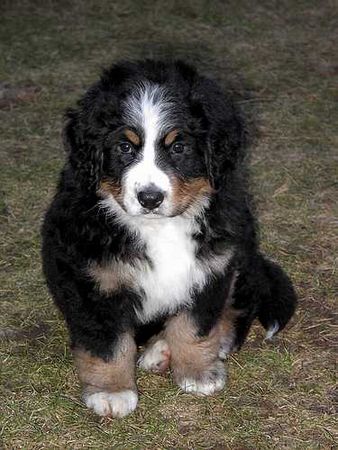 Berner Sennenhund Hunde Foto 2083 Berner Sennenhund Säterhundens World Wide Wiktoria