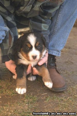 Berner Sennenhund Hunde Foto 3913 Berner Sennenhund weil ich ihn so süss finde
