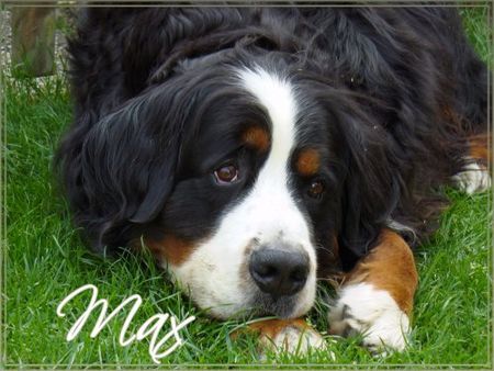 Berner Sennenhund Hunde Foto 31379 in höherer Auflösung ansehen Berner Sennenhund Max...Berner Rüde...6 Jahre