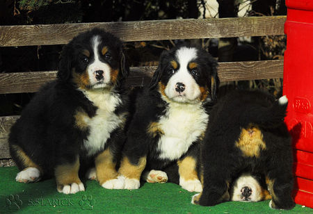 Berner Sennenhund Hunde Foto 36203 in höherer Auflösung ansehen Berner Sennenhund Kuckuck :-))))