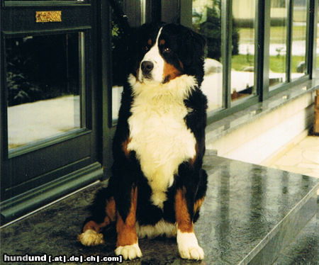 Berner Sennenhund