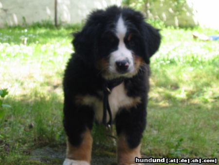 Berner Sennenhund Hunde Foto 17827 Berner Sennenhund
