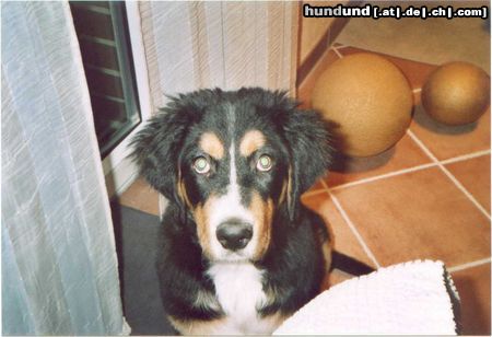 Berner Sennenhund Hunde Foto 11358 Berner Sennenhund