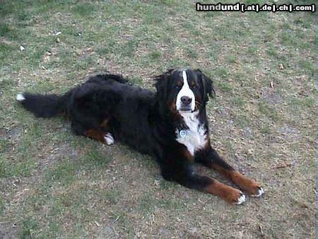 Berner Sennenhund Hunde Foto 3899 Berner Sennenhund Aiko von Zabergäu