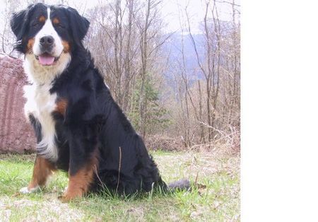 Berner Sennenhund Hunde Foto 40659 in höherer Auflösung ansehen Berner Sennenhund