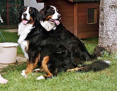 Berner Sennenhund Hunde Foto 1044 Berner Sennenhund Hexe-Ambra v. Ameisberg u. Priska v. rauschenden Bach