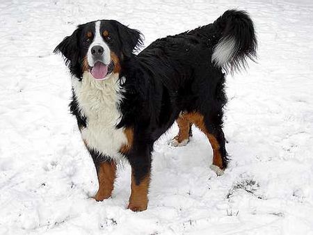 Berner Sennenhund Hunde Foto 1589 Berner Sennenhund Bonni Und Ambra