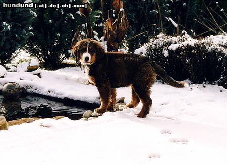 Berner Sennenhund was stell ich jetzt an !