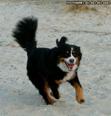 Berner Sennenhund Hunde Foto 7604 Berner Sennenhund Anka in Aktion (am Nordseestrand)