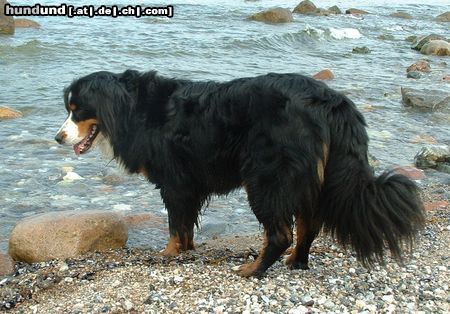Berner Sennenhund Anka - am Ostseestrand