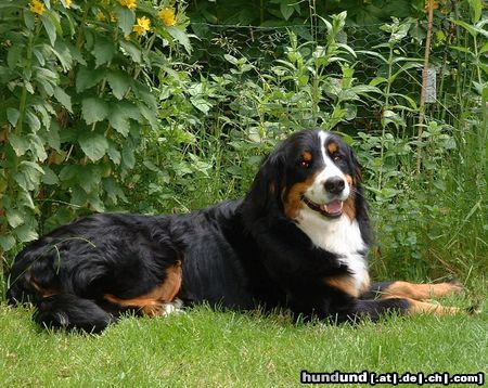 Berner Sennenhund Anka auf ihrem Rasen