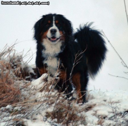 Berner Sennenhund Anka auf Schneehügel