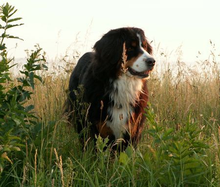 Berner Sennenhund Anka im hohen Gras