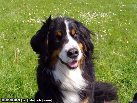 Berner Sennenhund Anka genießt den Urlaub