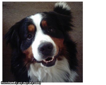 Berner Sennenhund Hunde Foto 3271 Berner Sennenhund Aron vom Pleißenbach