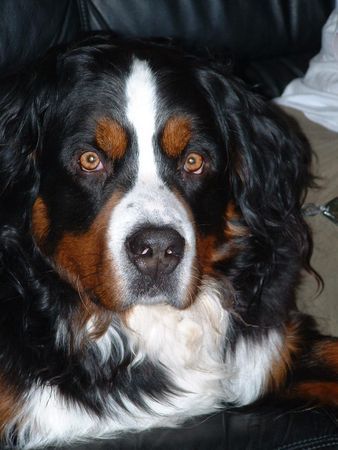 Berner Sennenhund Hunde Foto 33676 Berner Sennenhund Unser Bester