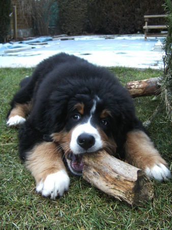 Berner Sennenhund Hunde Foto 42104 in höherer Auflösung ansehen Berner Sennenhund Caramba