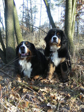 Berner Sennenhund Hunde Foto 42105 in höherer Auflösung ansehen Berner Sennenhund Anika und Caramba