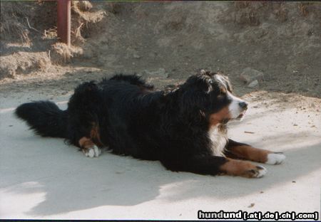 Berner Sennenhund Hunde Foto 4225 Berner Sennenhund Barry aus Ungarn