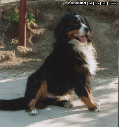 Berner Sennenhund Hunde Foto 4226 Berner Sennenhund Barry aus Ungarn