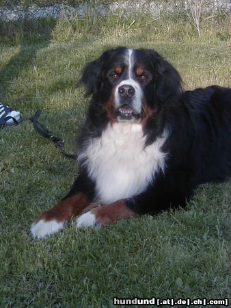 Berner Sennenhund Hunde Foto 4151 Berner Sennenhund Sebastian