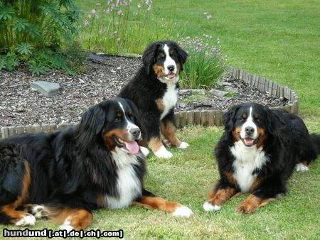 Berner Sennenhund Hunde Foto 23188 Berner Sennenhund Basti, Cäsar und Gabi