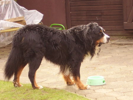 Berner Sennenhund Hunde Foto 39445 Berner Sennenhund Mein Hund Beethoven! Leider vor ner Woche verstorben! Er wurde 10 Jahre alt.