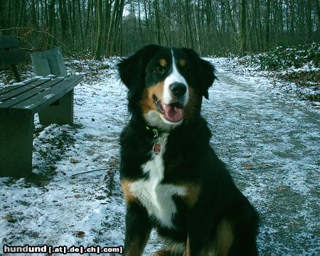 Berner Sennenhund Hunde Foto 6175 Berner Sennenhund Bella 10 Monate