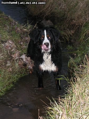 Berner Sennenhund Hunde Foto 7589 Berner Sennenhund Ben in seinem Element