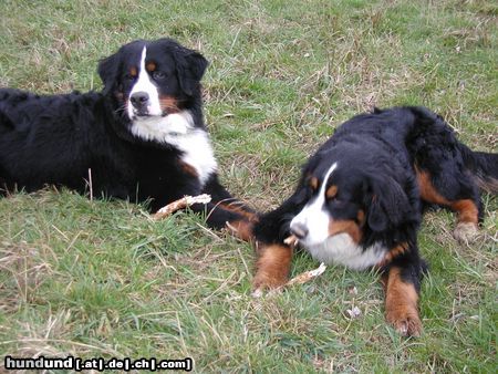 Berner Sennenhund Hunde Foto 9081 Berner Sennenhund Ben und Maja zusammen auf ihrer Spielwiese