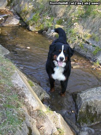 Berner Sennenhund Hunde Foto 10146 Berner Sennenhund Ben Bach die zweite!