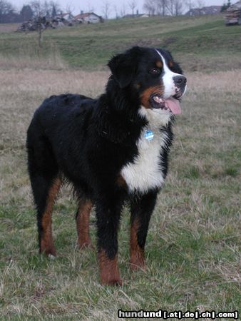 Berner Sennenhund Hunde Foto 9080 Berner Sennenhund Ben auf seiner Spielwiese
