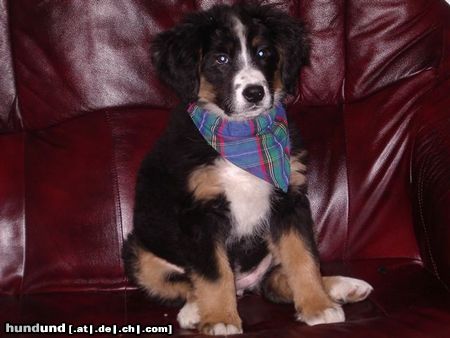 Berner Sennenhund Hunde Foto 19472 Berner Sennenhund Am Foto ist Benka. SIe kommt aus Slowenien und hat 4 Monate