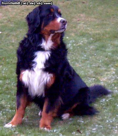 Berner Sennenhund Hunde Foto 11043 Berner Sennenhund Benny