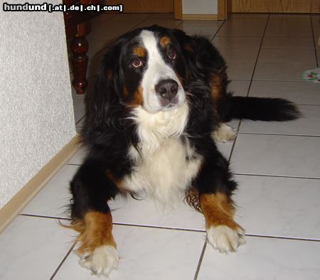 Berner Sennenhund Hunde Foto 15223 in höherer Auflösung ansehen Berner Sennenhund