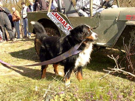 Berner Sennenhund Hunde Foto 2120 Berner Sennenhund Unser