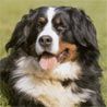 Berner Sennenhund Hunde Foto 13660 Berner Sennenhund Bild Berner Sennenhund