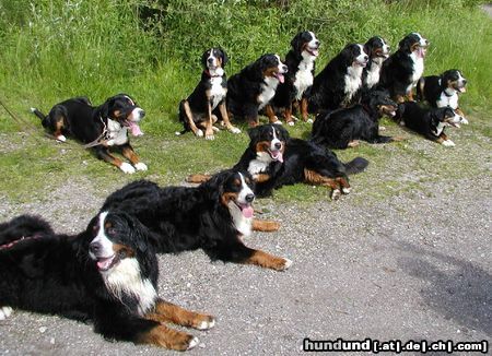 Berner Sennenhund Sennenhund-Freunde