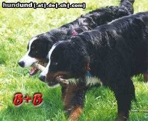 Berner Sennenhund Hunde Foto 3900 in höherer Auflösung ansehen Berner Sennenhund Der Bernersennenhund