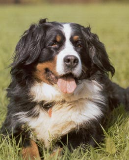 Berner Sennenhund Hunde Foto 98 Berner Sennenhund