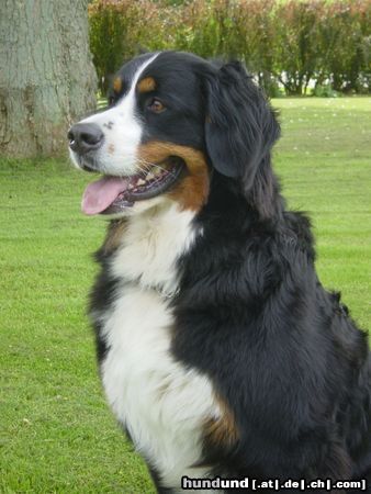 Berner Sennenhund Hunde Foto 18160 Berner Sennenhund Das ist Bienchen