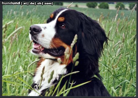 Berner Sennenhund Hunde Foto 6404 Berner Sennenhund Das ist Bienchen