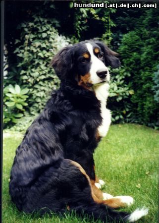 Berner Sennenhund Hunde Foto 6405 Berner Sennenhund Das ist Bienchen