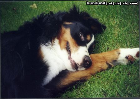 Berner Sennenhund Hunde Foto 6406 Berner Sennenhund Das ist Bienchen