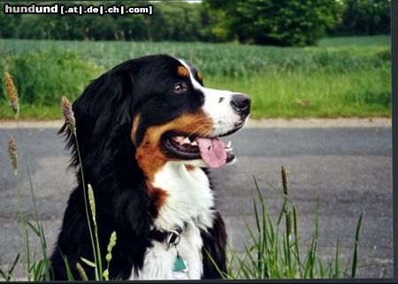 Berner Sennenhund Hunde Foto 6407 Berner Sennenhund Das ist Bienchen